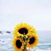 sunflowerkimi